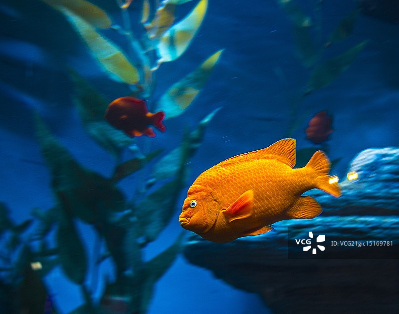 橙色鱼图片素材