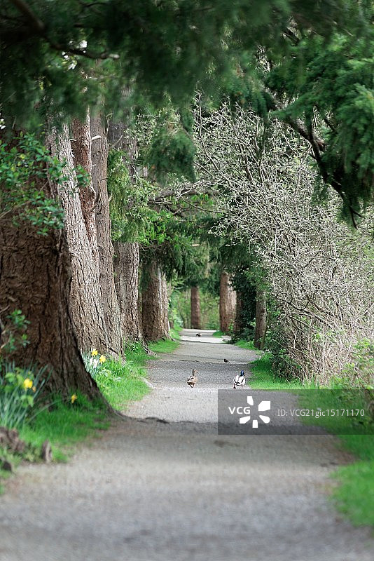 情侣在小路上漫步图片素材
