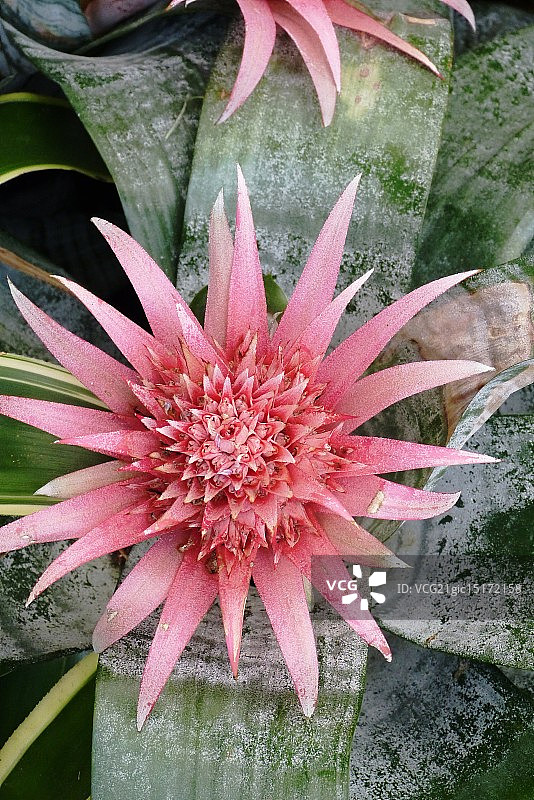 凤梨科植物图片素材