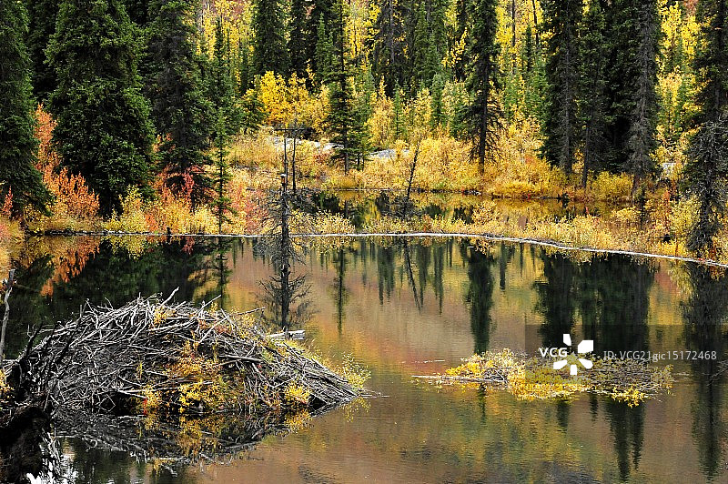 育空地区的海狸池塘图片素材