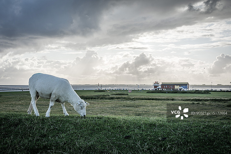 喜迎羊年图片素材