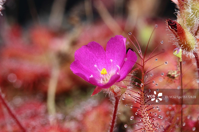 茅膏菜花图片素材