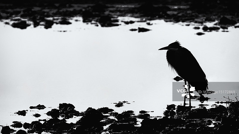 黑头鹭图片素材