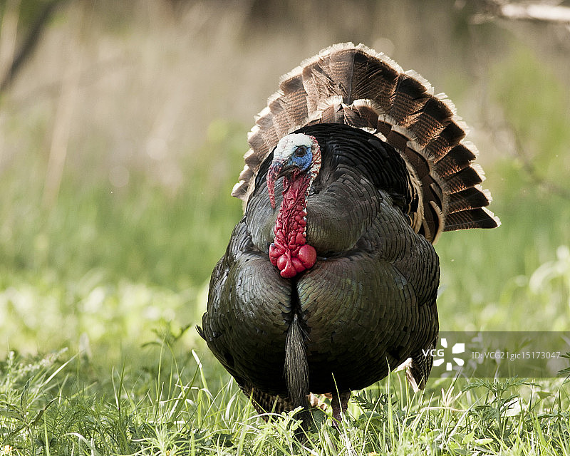 雄性土耳其火鸡图片素材