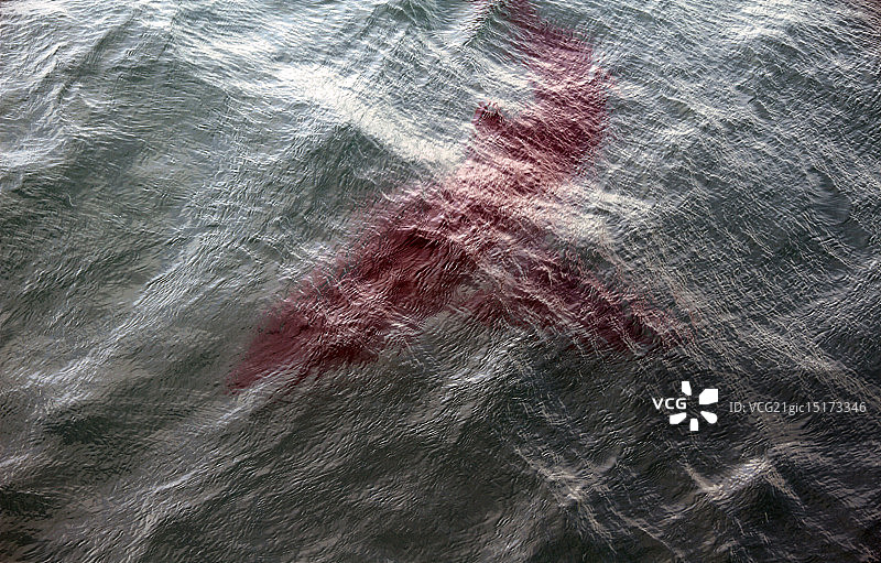 水下鲨鱼图片素材