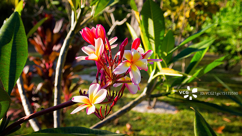 鸡蛋花图片素材