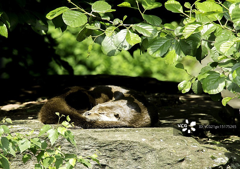 睡觉的水獭图片素材