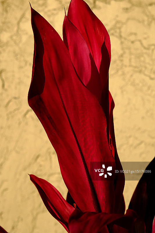 斗牛士之血图片素材