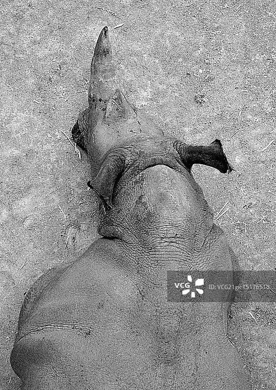 白鹭景观图片素材