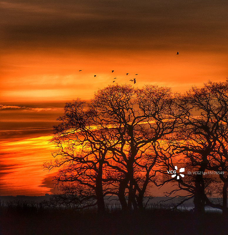 树后的火焰图片素材