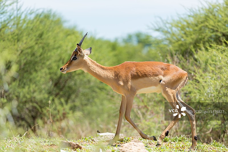 黑斑羚图片素材