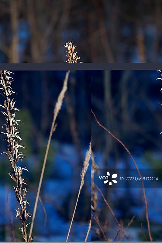 阳光下的小穗图片素材
