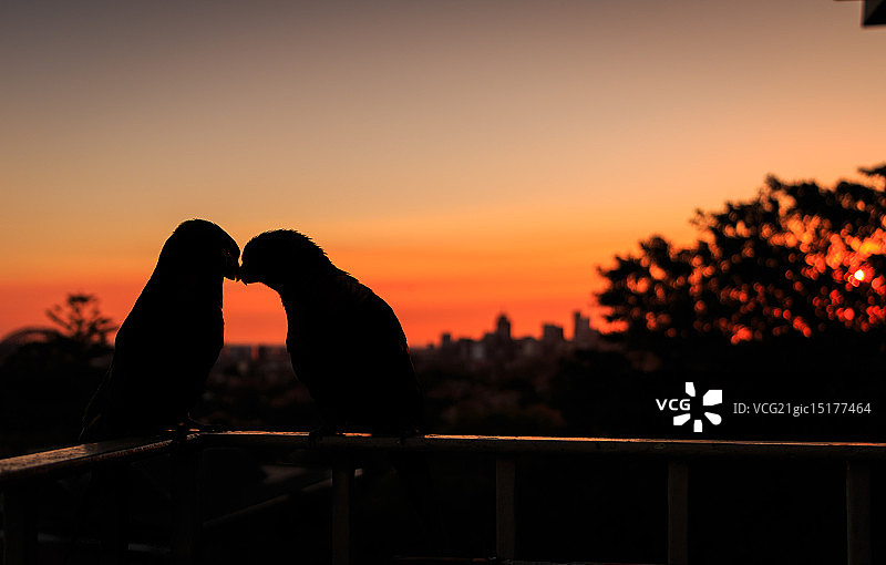 恋爱中的鹦鹉图片素材