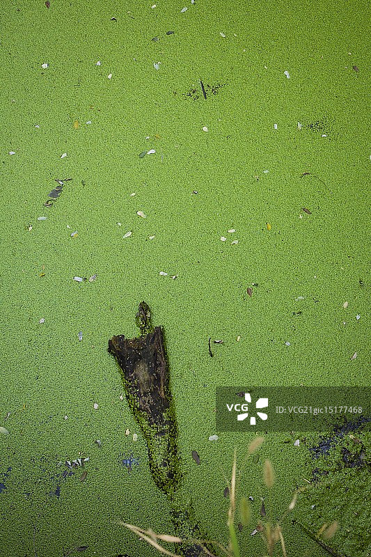 浮萍图片素材