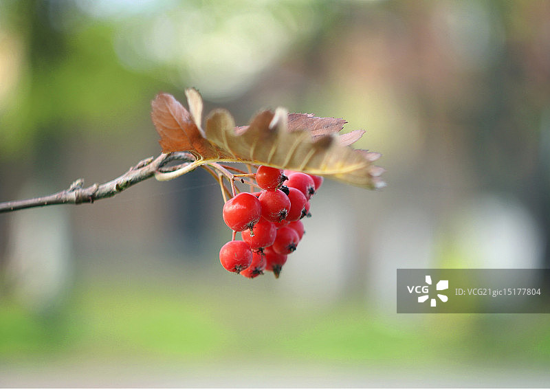 秋季花楸图片素材