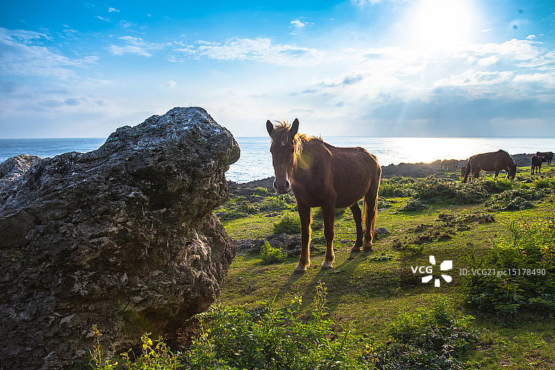 海岛骏马图片素材