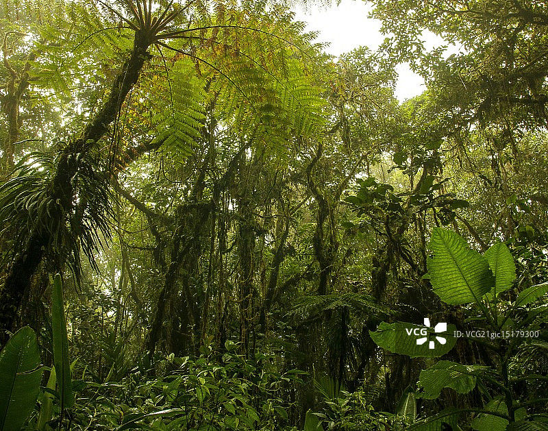 圣埃伦娜云雾森林保护区图片素材