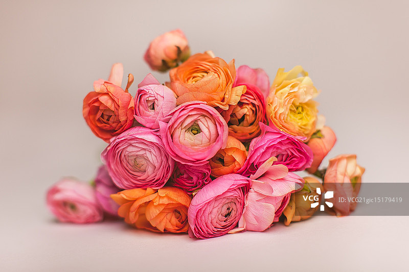 花毛茛花卉图片素材