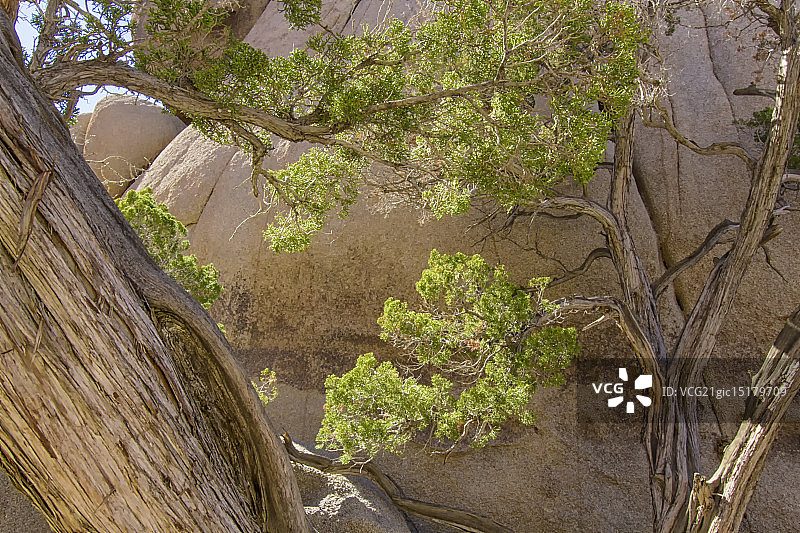 约书亚树国家公园的树木形态图片素材
