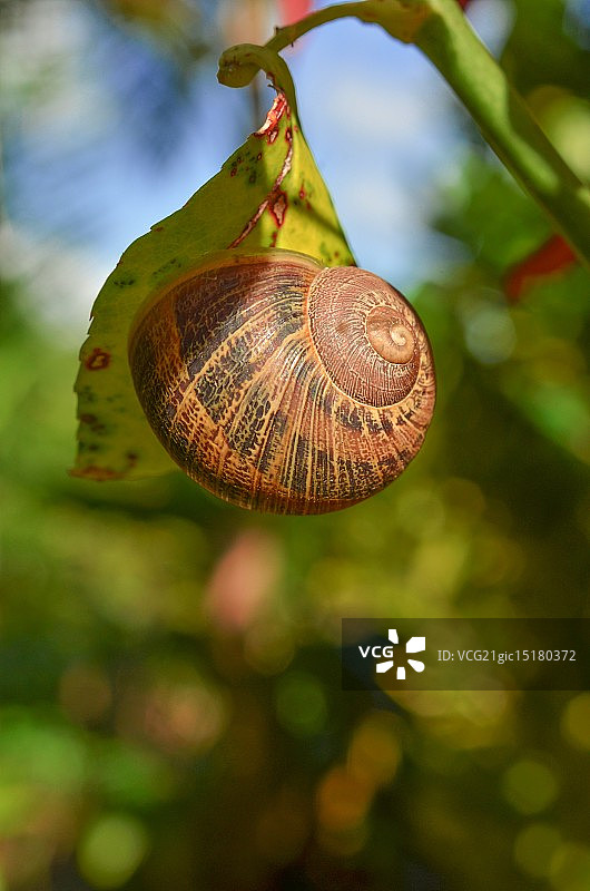 蜗牛壳图片素材