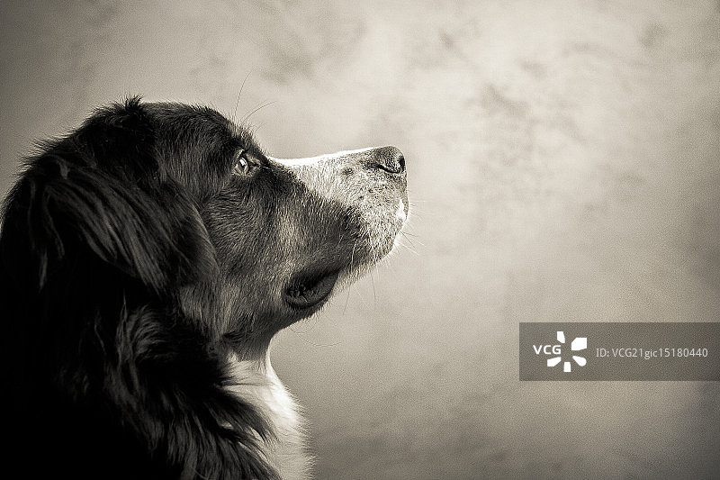 Enya - 伯恩山犬图片素材