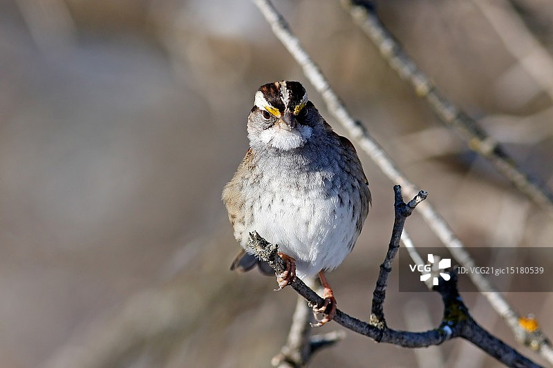 白喉麻雀图片素材