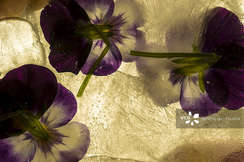 冷冻的紫罗兰图片素材