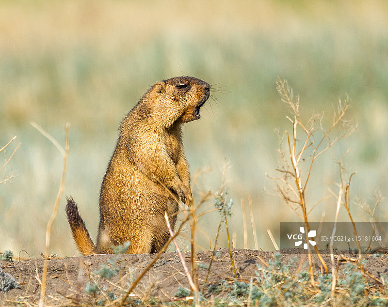站岗的旱獭图片素材