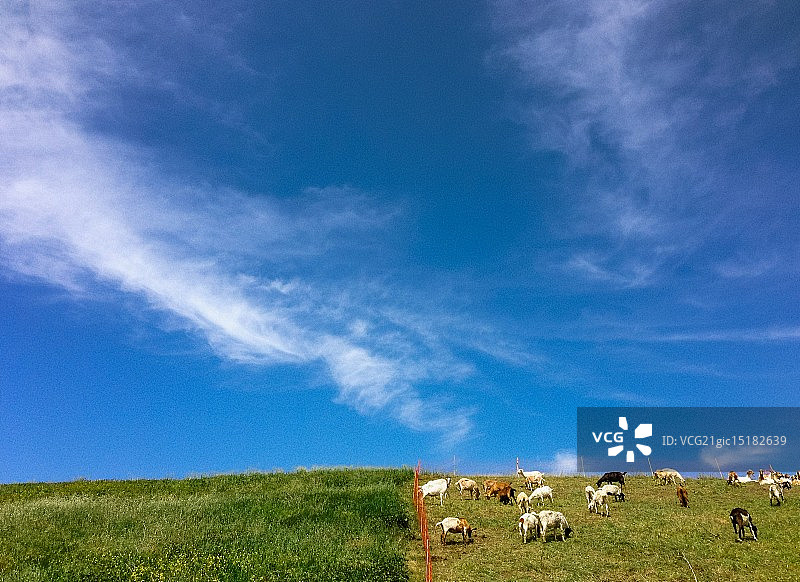 雅虎后院的绵羊图片素材