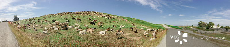 雅虎后院的绵羊图片素材