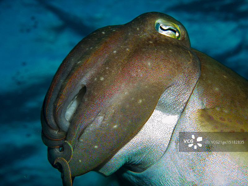 巨型乌贼图片素材