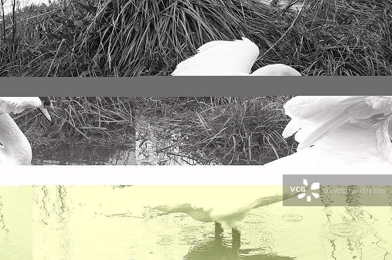 伸展的天鹅图片素材