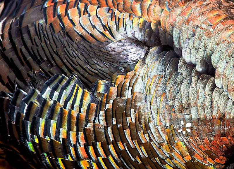 野生火鸡羽毛图片素材