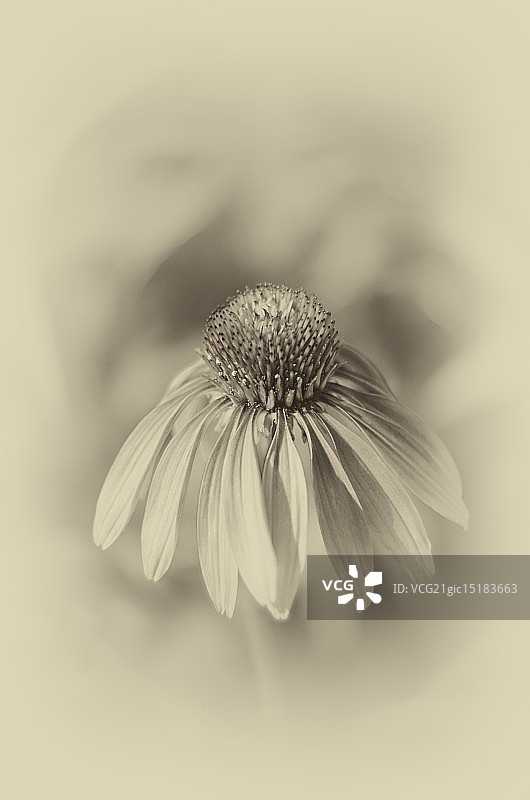 松果菊图片素材