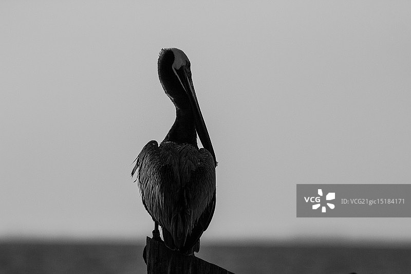 鸟儿的思绪图片素材