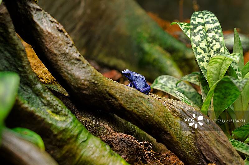 蓝色箭毒蛙图片素材