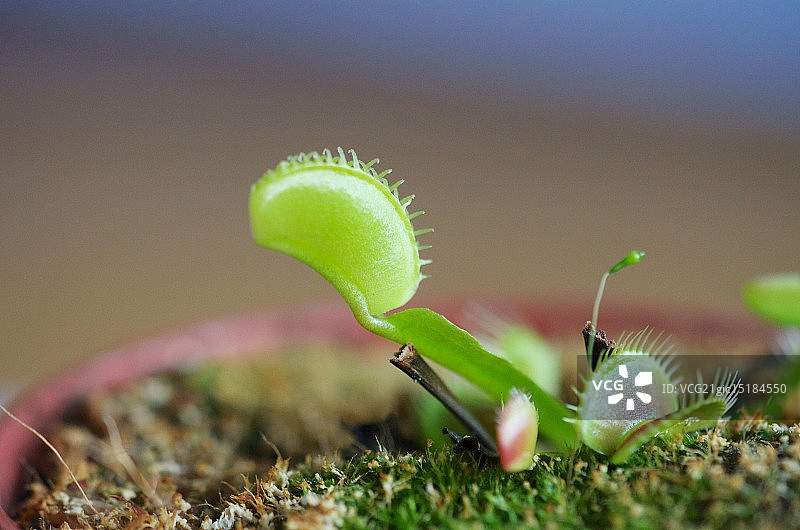 捕蝇草图片素材
