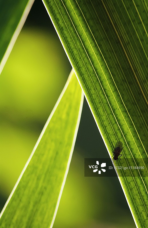 苍蝇在树叶上图片素材