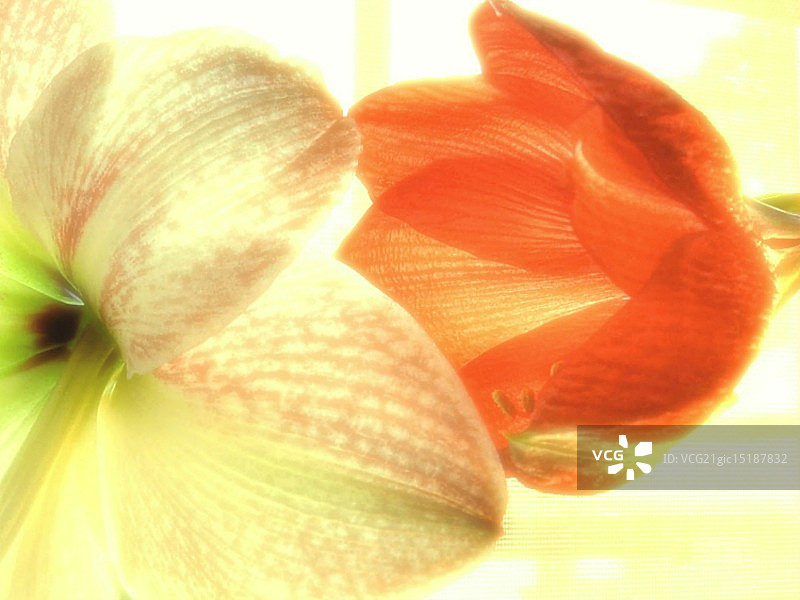 让我轻声在你耳边诉说图片素材