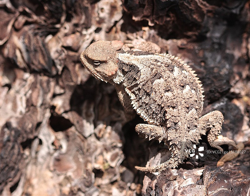 大短角蜥蜴图片素材