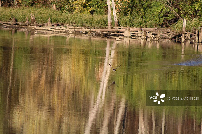 小䴙䴘起飞！图片素材