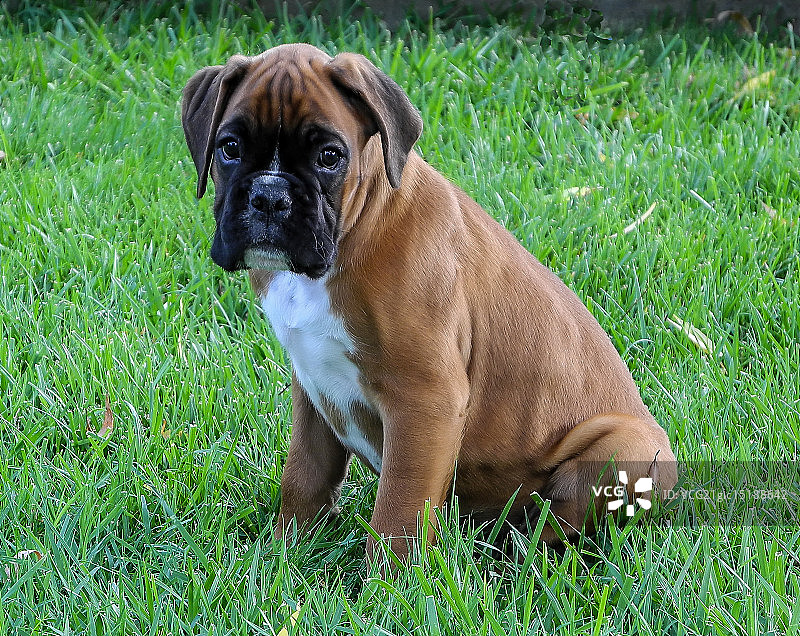 拳击手图片素材