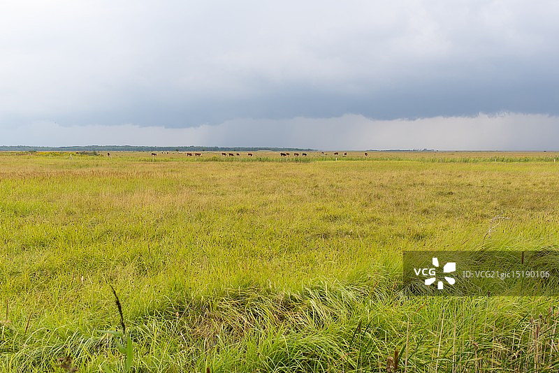 田野上的奶牛图片素材
