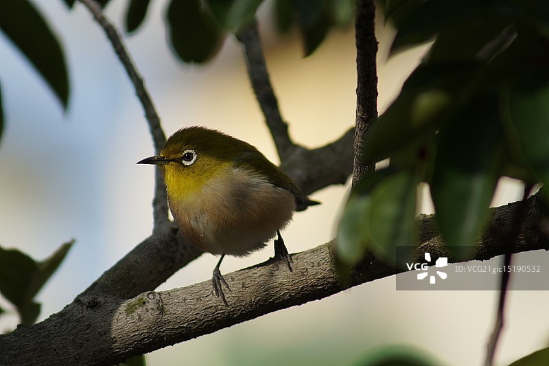 绣眼鸟图片素材
