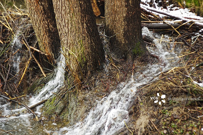 海狸水坝图片素材
