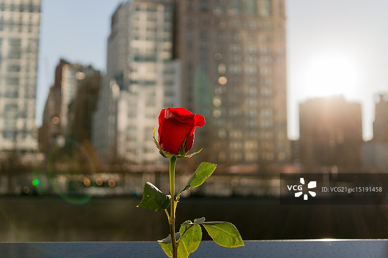 城市沙漠玫瑰图片素材