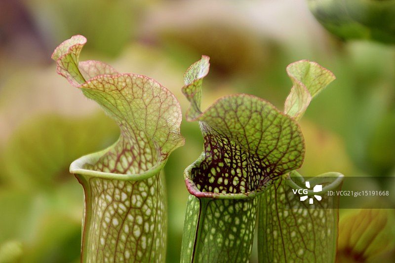 黄瓶子草图片素材