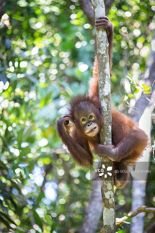 婆罗洲红毛猩猩图片素材