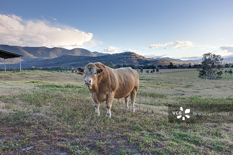 牧场里的公牛图片素材