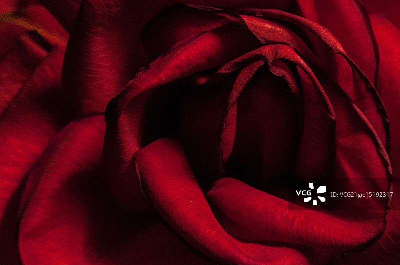 玫瑰花瓣细节图片素材